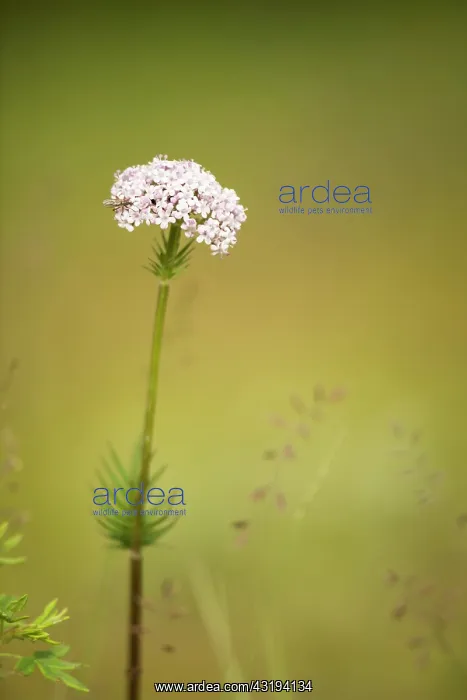 : Valerian (Valeriana sp) flower, Province of Khevsgel : Valerian (Valeriana sp) flower, Province of Khevsgel