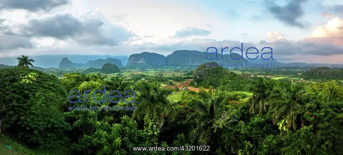 : Valle De Los Ingenios, Pinar del Rio Province, Cuba : Valle De Los Ingenios, Pinar del Rio Province, Cuba