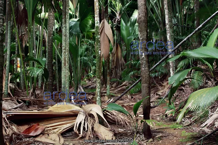 : Valle de Mai National Park : Valle de Mai National Park