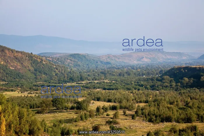 : Valley coming from the Retezat Mountains : Valley coming from the Retezat Mountains