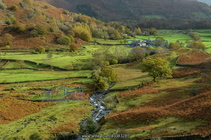 : The valley of Easedale in autumn, looking down S : The valley of Easedale in autumn, looking down S