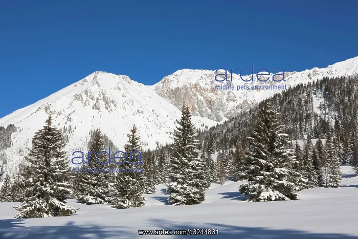 : Valley Gaistal with snow during deep winter : Valley Gaistal with snow during deep winter