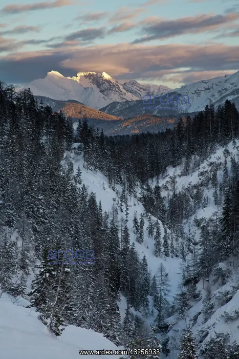 : Valley Gaistal with snow during deep winter : Valley Gaistal with snow during deep winter