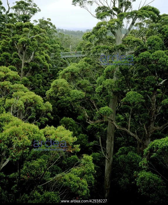 : Valley of the Giants Treetop Walk, Walpole-Nornalup : Valley of the Giants Treetop Walk, Walpole-Nornalup