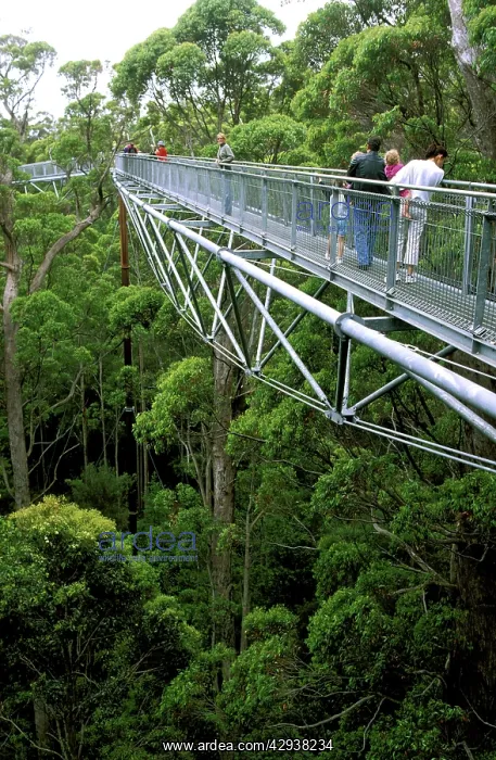 : Valley of the Giants Treetop Walk, Walpole-Nornalup : Valley of the Giants Treetop Walk, Walpole-Nornalup