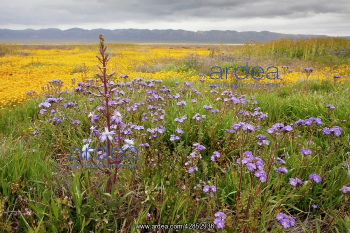 : Valley Larkspur with Fremont's Phacelia and other flowers : Valley Larkspur with Fremont's Phacelia and other flowers