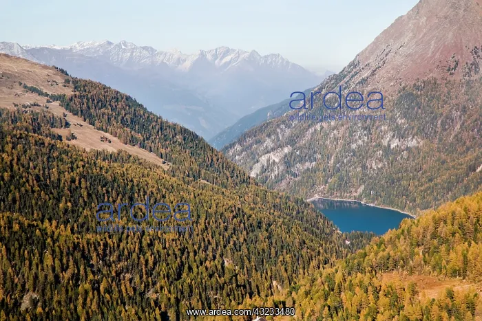 : The valley Martelltal with lake Zufrittsee : The valley Martelltal with lake Zufrittsee
