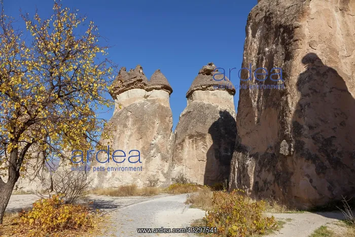 : Valley of the Monks, Cappadocia, Turkey, Asia : Valley of the Monks, Cappadocia, Turkey, Asia