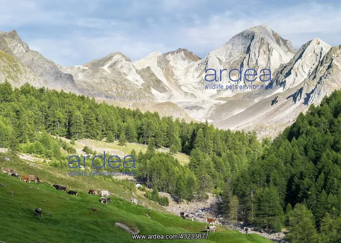 : Valley Pfossental (Val di Fosse) between : Valley Pfossental (Val di Fosse) between