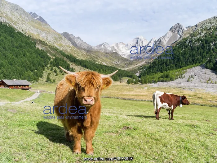: Valley Pfossental (Val di Fosse) between : Valley Pfossental (Val di Fosse) between