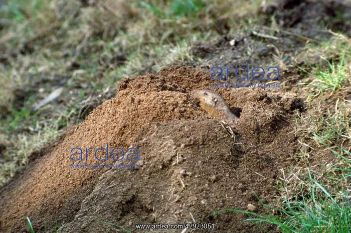 : Valley Pocket Gopher - punching dirt from burrow : Valley Pocket Gopher - punching dirt from burrow