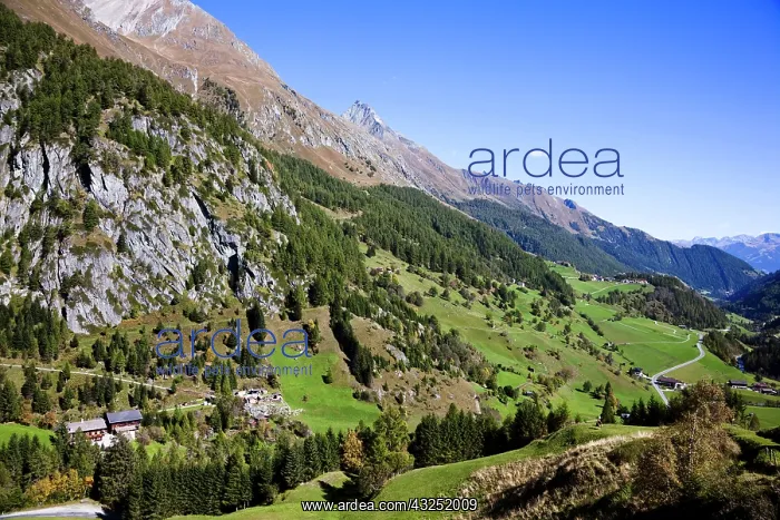 : The valley Virgental, Tyrol, seen from village : The valley Virgental, Tyrol, seen from village