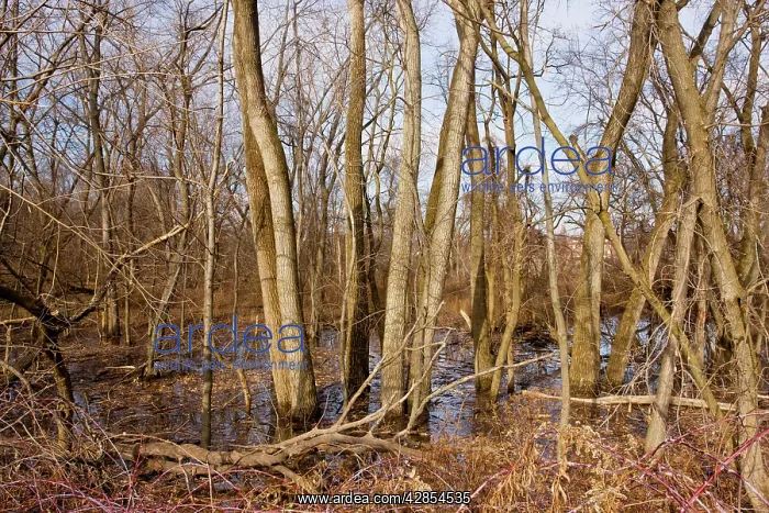 : Valley woodland of Eastern Cottonwood / Poplar : Valley woodland of Eastern Cottonwood / Poplar