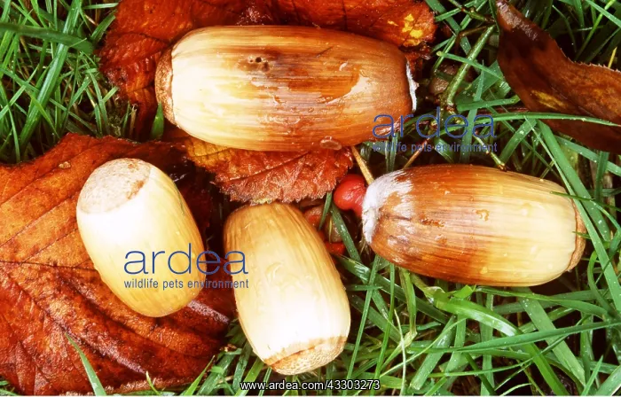 : VALONIA OAK - acorns close-up : VALONIA OAK - acorns close-up