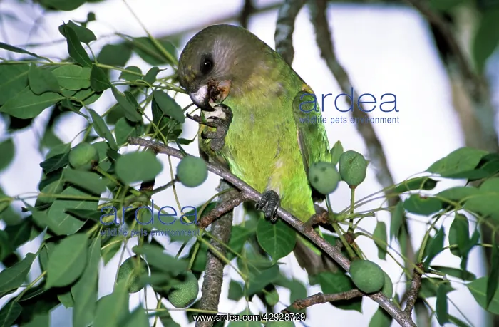 : VALUE!. Brown-headed PARROT - feeding on marula fruit : VALUE!. Brown-headed PARROT - feeding on marula fruit