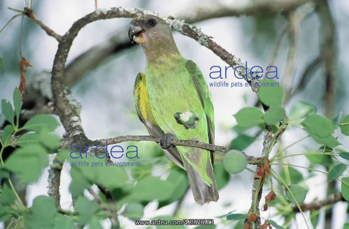 : VALUE!. Brown-headed PARROT - feeding on marula fruit : VALUE!. Brown-headed PARROT - feeding on marula fruit