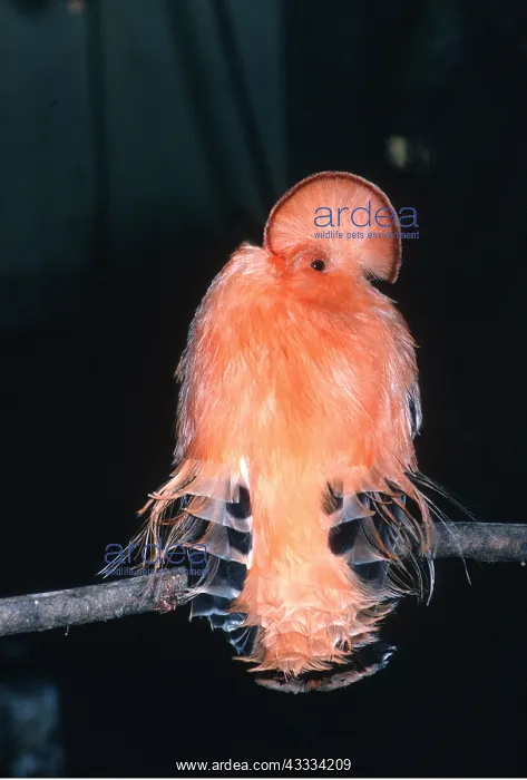 : VALUE!. Common / Guianan / Golden / Orange / Smaller COCK-OF-THE-ROCK : VALUE!. Common / Guianan / Golden / Orange / Smaller COCK-OF-THE-ROCK