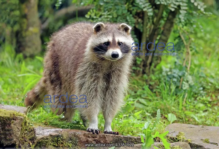 : VALUE!. Raccoon (Procyon lotor), Captive : VALUE!. Raccoon (Procyon lotor), Captive