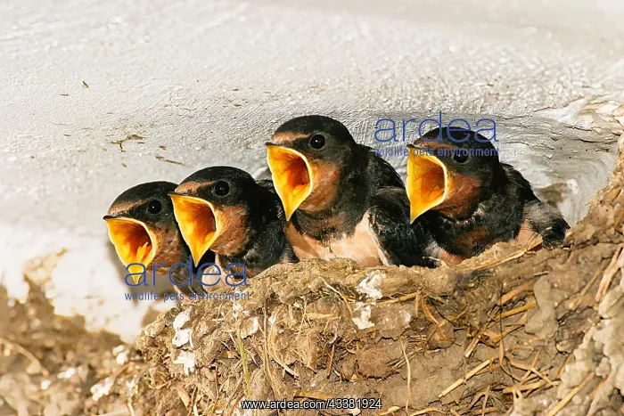 : VALUE!. Barn swallow (Hirundo rustica), juveniles : VALUE!. Barn swallow (Hirundo rustica), juveniles