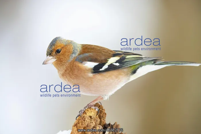 : VALUE!. Common chaffinch (Fringilla coelebs) Germany : VALUE!. Common chaffinch (Fringilla coelebs) Germany
