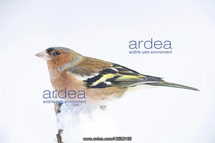 : VALUE!. Common chaffinch (Fringilla coelebs) Germany : VALUE!. Common chaffinch (Fringilla coelebs) Germany