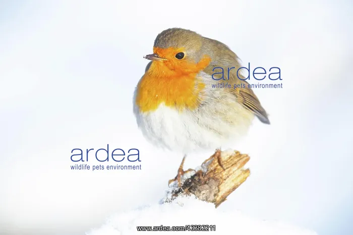 : VALUE!. European robin (Erithacus rubecula) Germany : VALUE!. European robin (Erithacus rubecula) Germany