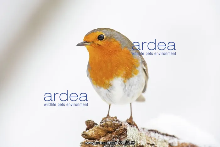 : VALUE!. European robin (Erithacus rubecula) Germany : VALUE!. European robin (Erithacus rubecula) Germany