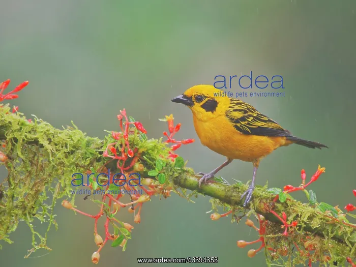: VALUE!. Golden Tanager Tangara arthus Ecuador BI038792 : VALUE!. Golden Tanager Tangara arthus Ecuador BI038792