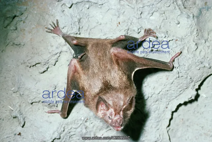 : VAMPIRE BAT : VAMPIRE BAT