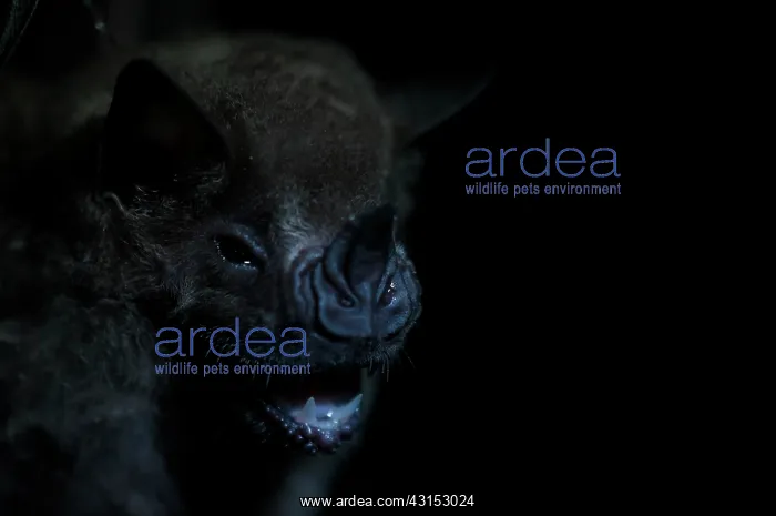 : Vampire Bat : Vampire Bat