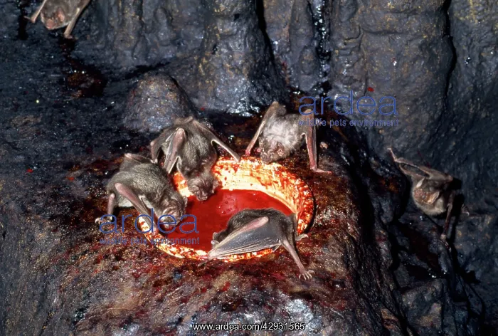 : Vampire Bat - drinking blood : Vampire Bat - drinking blood