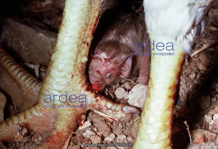 : Vampire BAT - drinking blood from chicken foot : Vampire BAT - drinking blood from chicken foot