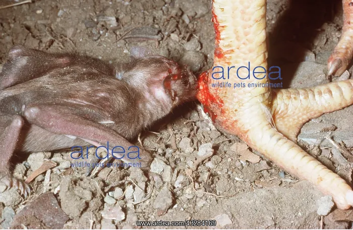 : Vampire Bat - drinking blood from chicken leg. Periodical : Vampire Bat - drinking blood from chicken leg. Periodical