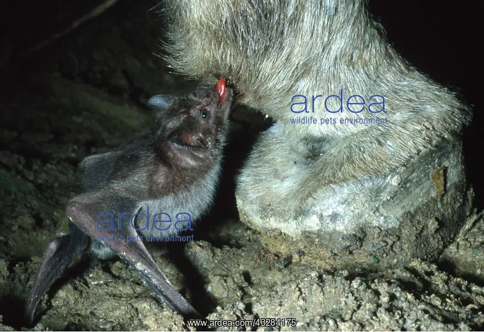 : VAMPIRE BAT - drinking blood from donkey fetlock : VAMPIRE BAT - drinking blood from donkey fetlock