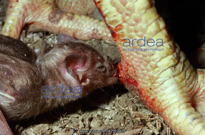 : Vampire Bat - feeding on a chicken : Vampire Bat - feeding on a chicken