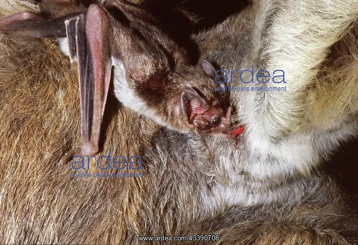 : Vampire Bat - feeding on a donkey : Vampire Bat - feeding on a donkey