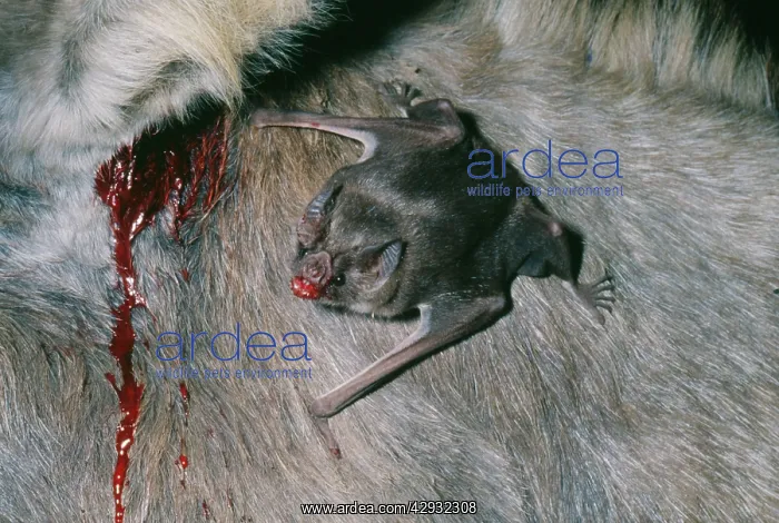 : Vampire BAT - feeding, drinking blood from Donkey : Vampire BAT - feeding, drinking blood from Donkey