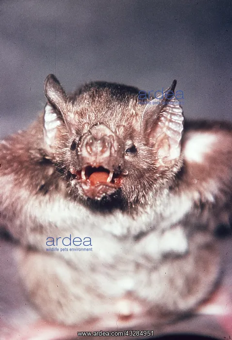 : Vampire BAT - with mouth open. Periodical ecto parasite : Vampire BAT - with mouth open. Periodical ecto parasite