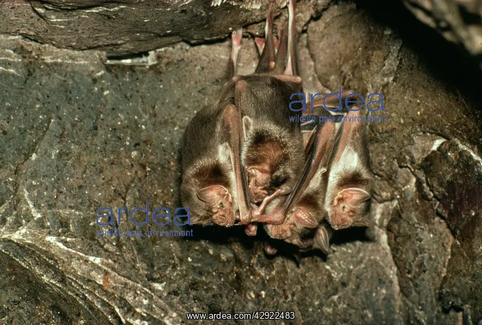 : VAMPIRE BATS - Roost in cave. Periodical ecto parasite : VAMPIRE BATS - Roost in cave. Periodical ecto parasite