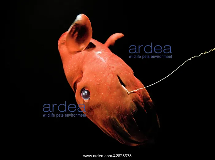 : Vampire Squid : Vampire Squid