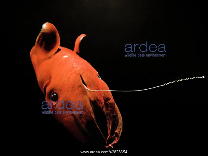 : Vampire Squid : Vampire Squid