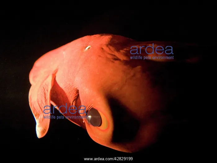 : Vampire Squid : Vampire Squid