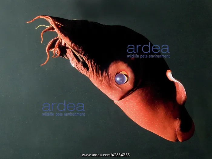 : Vampire Squid : Vampire Squid