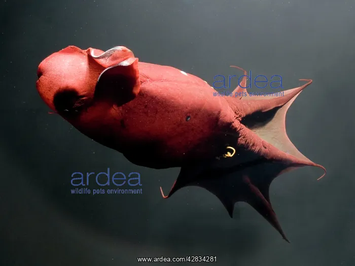 : Vampire Squid : Vampire Squid