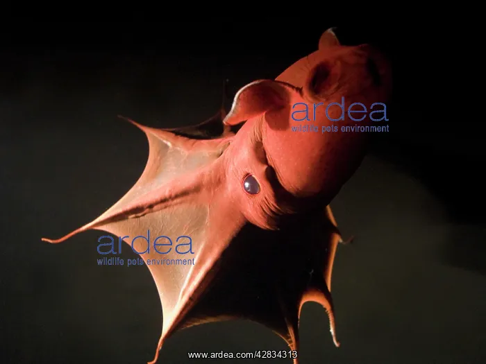 : Vampire Squid : Vampire Squid