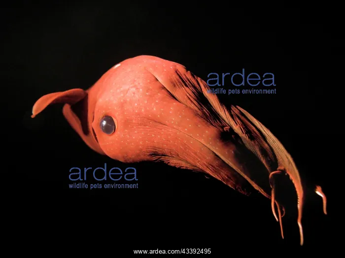 : Vampire Squid : Vampire Squid