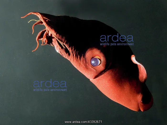 : Vampire Squid : Vampire Squid