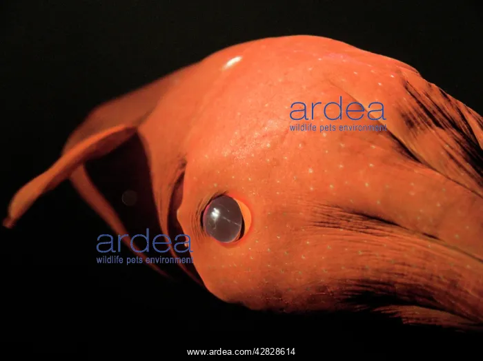 : Vampire Squid - Close-up of eye : Vampire Squid - Close-up of eye