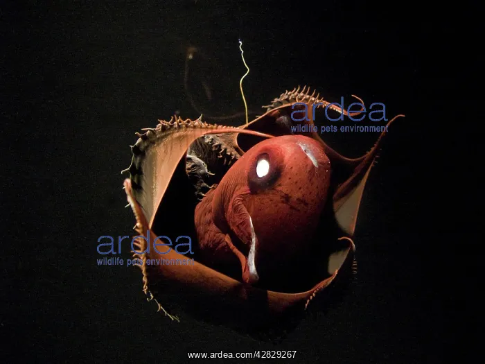 : Vampire Squid - going into 'pineappleI defense : Vampire Squid - going into 'pineappleI defense