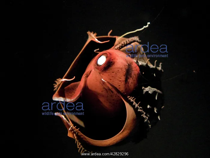 : Vampire Squid - going into 'pineappleI defense : Vampire Squid - going into 'pineappleI defense